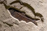 Museum-Quality Green River Fossil Fish Triptych #369070-1